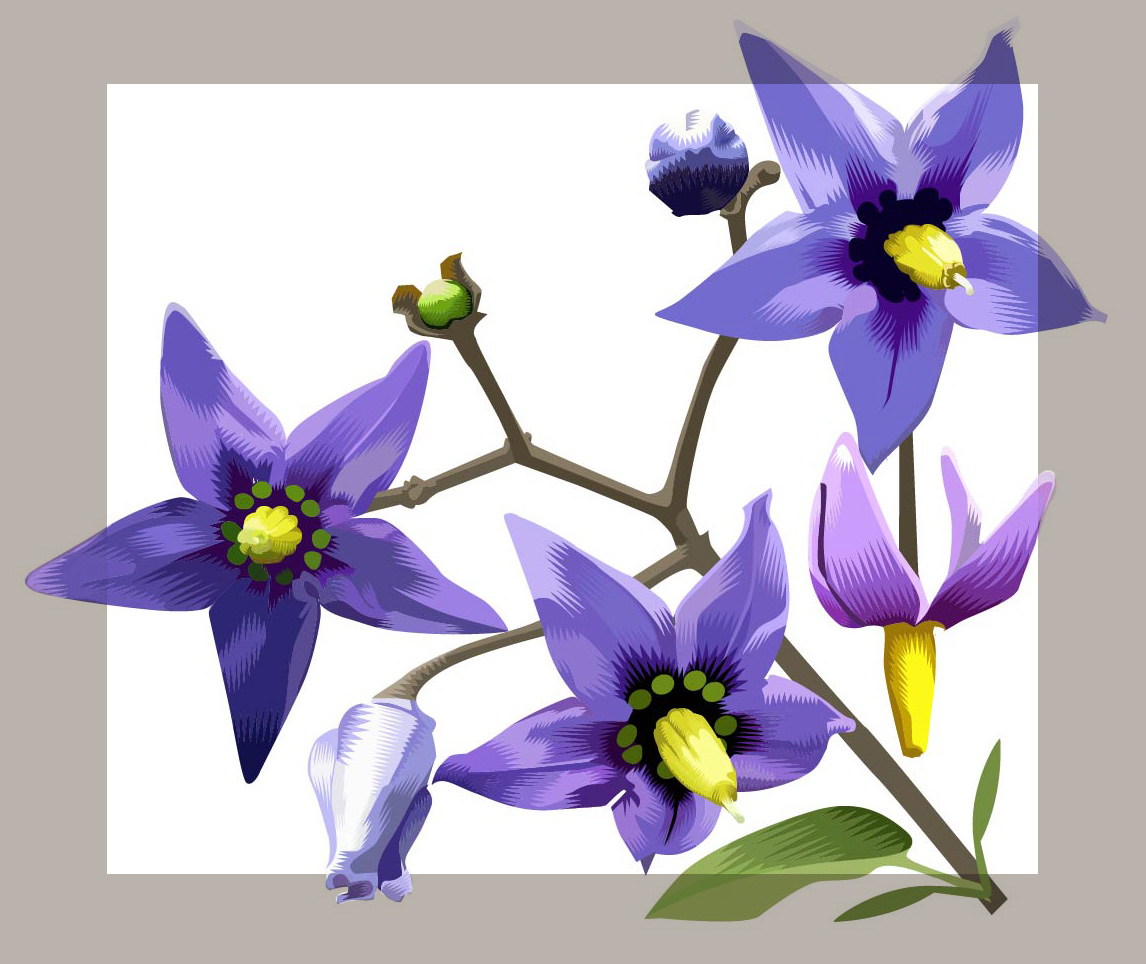 Nightshade Q. Cassetti, 2016 Vector