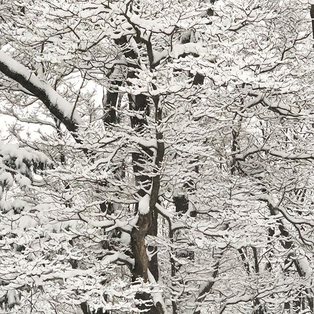 #snow #day #trees #snowdrift #trumansburg #ny