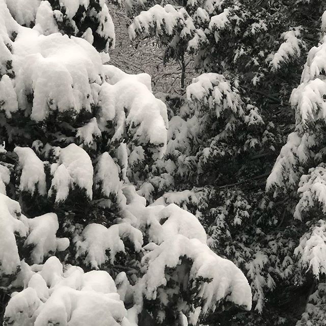 Still coming down #snow #trees #trumansburg #ny