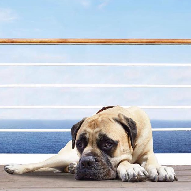 A boxer dog by the name of Pluto has a key part to play in Zoya Akhtar's romance Dil Dhadakne Do