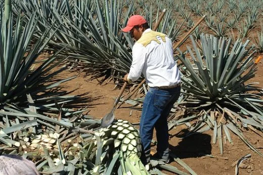 Smoke 'em if you got 'em, Mezcal that is.