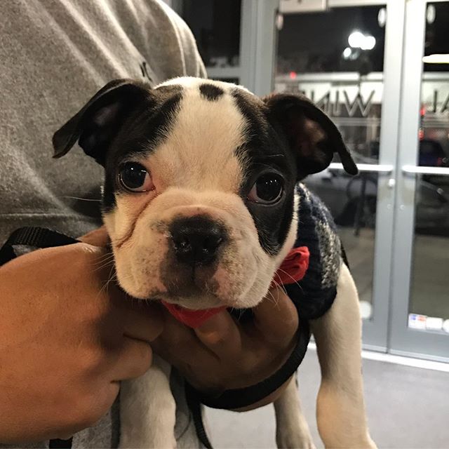 Welcome our newest neighbor...Bo! #BostonTerrier #DogsRule