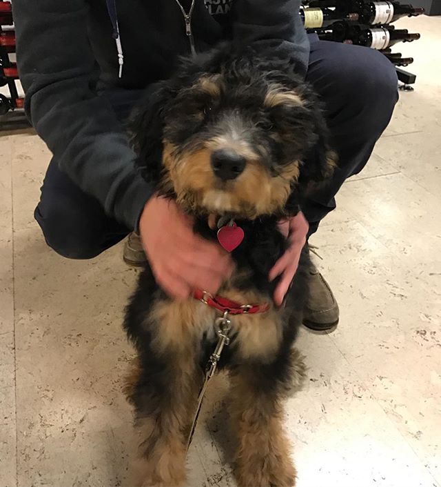 Here's Scout a Bermise Mountain Poodle mix! 4 months old.