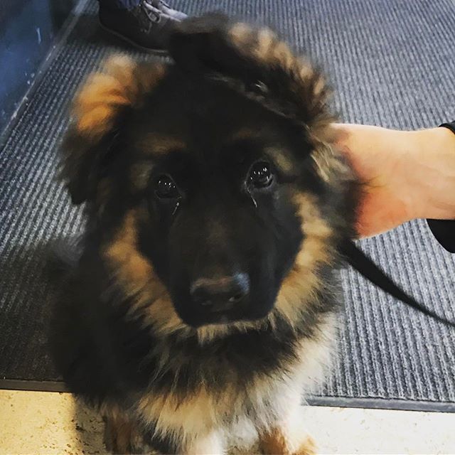 Meet Otto a new cutie Longhaired German Shepherd. #DogsRule #Dogs #Southie