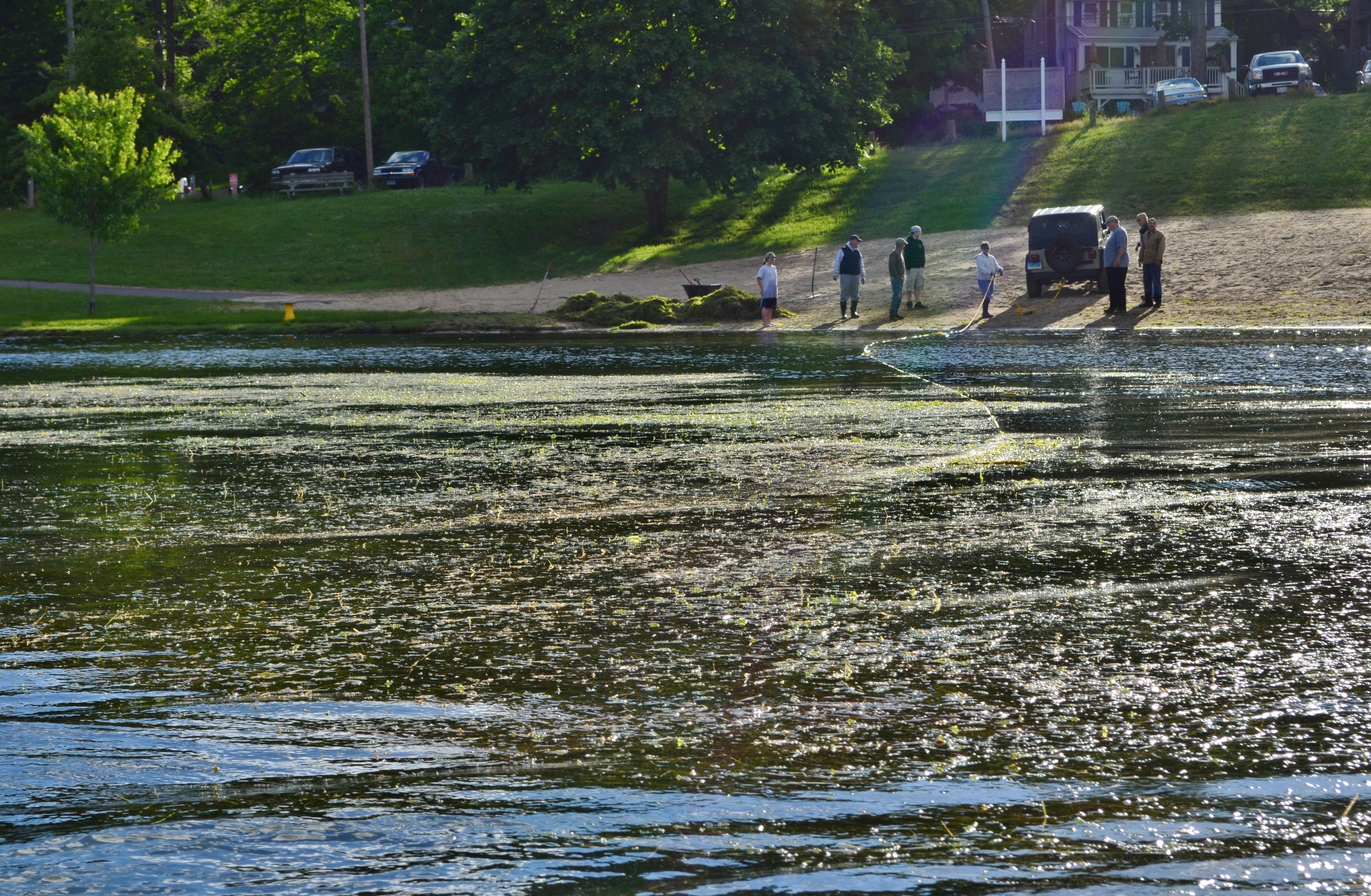 Pondweed taking over Beach