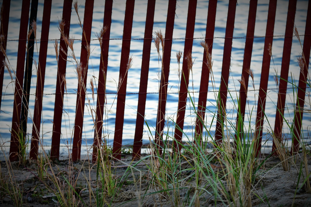 Little Bluestem