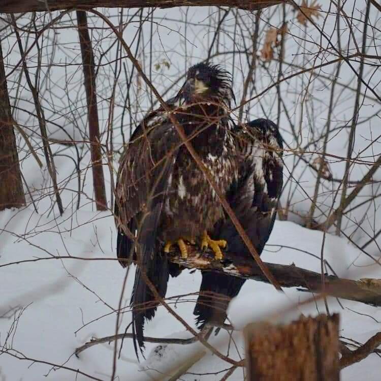  Juvenile Bald eagle found perched low to the ground  Photo credit Cindy Saraceno 