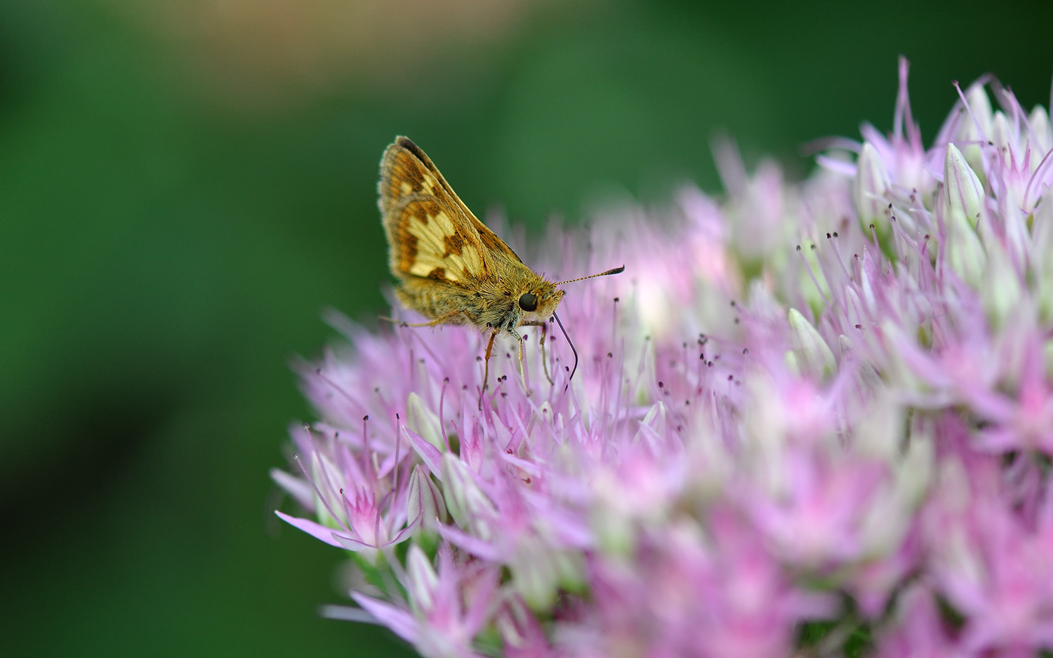 DSC_0107.jpg