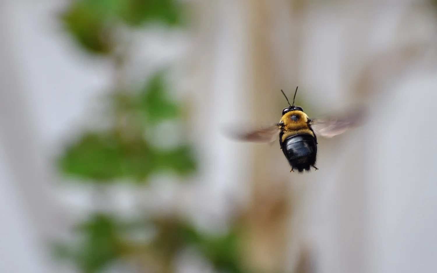 macro_005.jpg