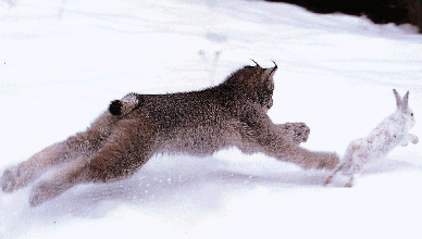 Lynx.gif