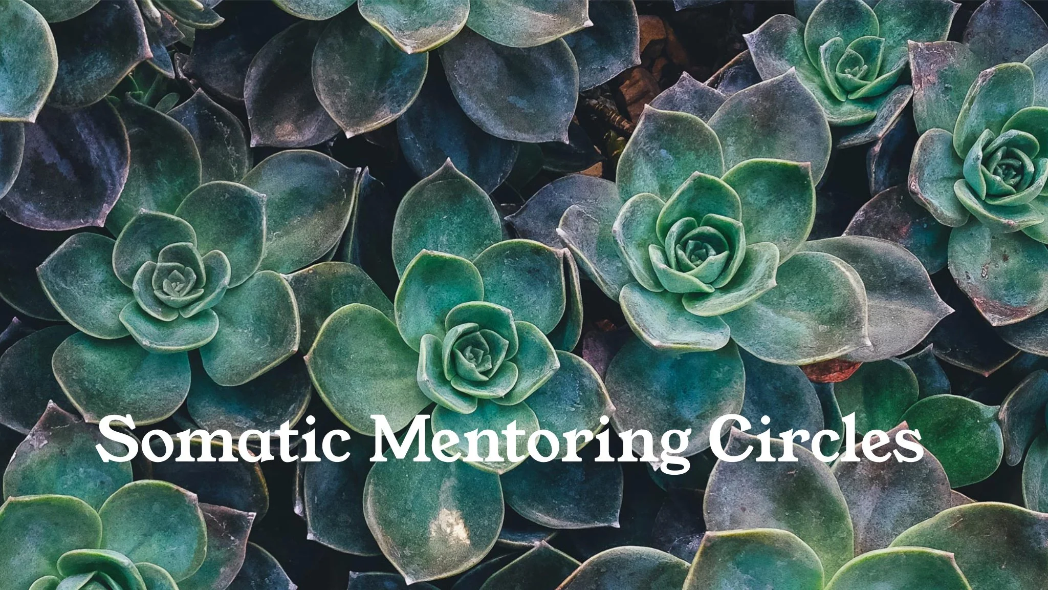 SE Mentoring and Consultation circle - February 2024  
