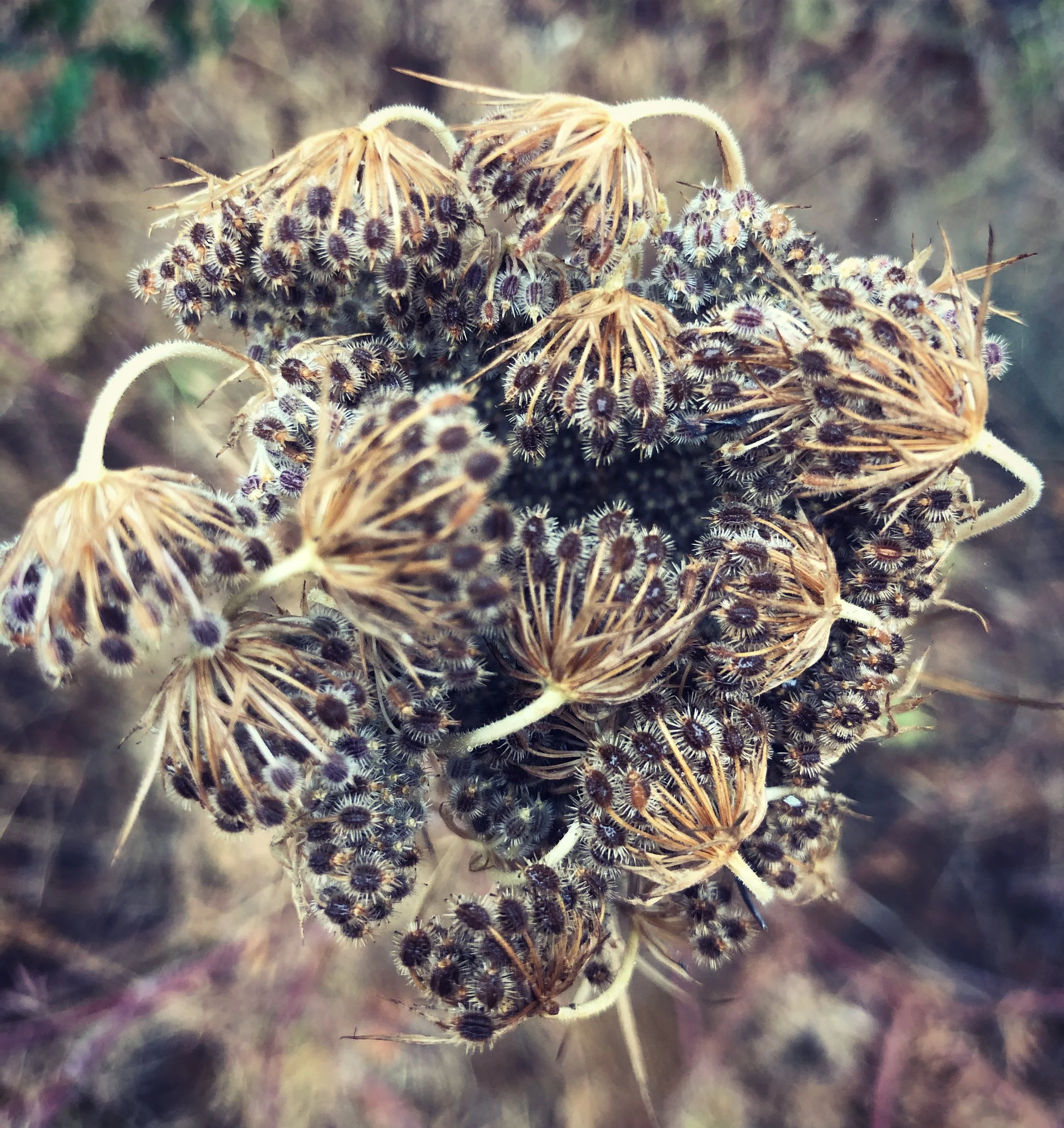 Love at the Center:  Politicized Healing and Collective Liberation