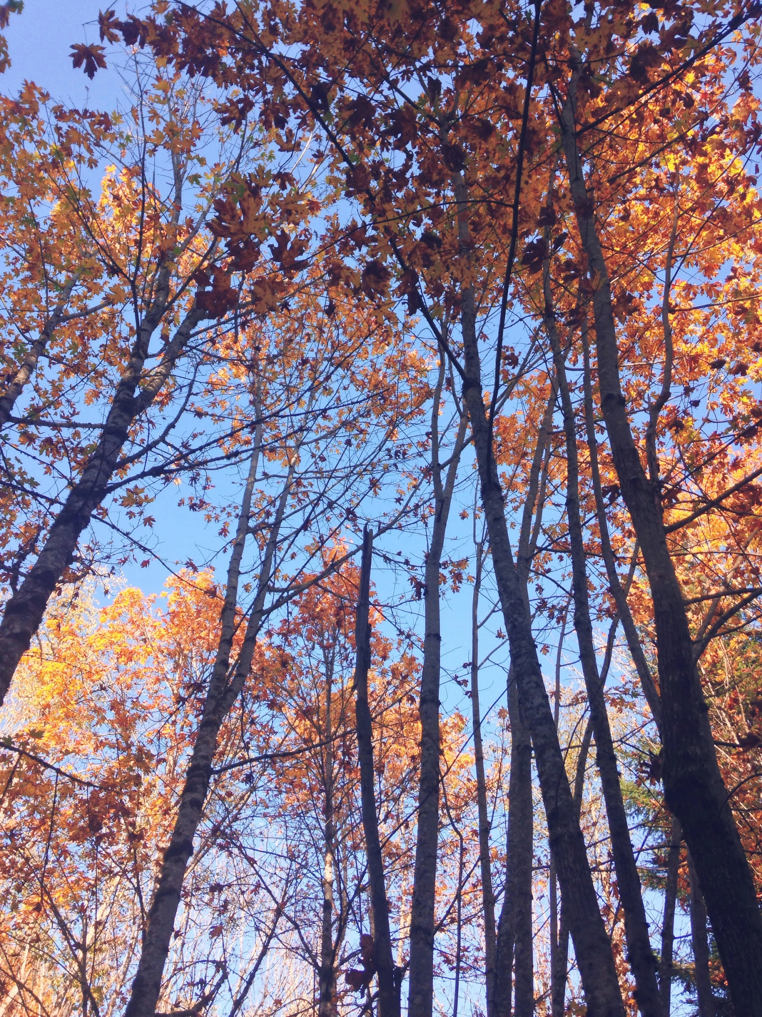 Life starts all over again when it gets crisp in the fall.