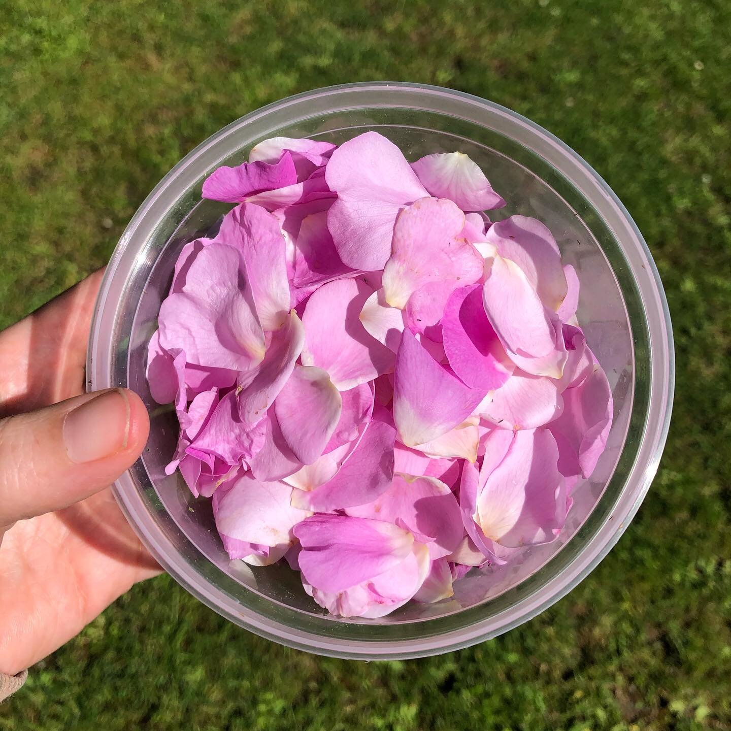 It&rsquo;s dehydrating season! Our property has an endless bounty of plants to forage and dehydrate for teas and spices. This week&rsquo;s harvest included: wild rose petals, two types of oregano, mint, feverfew, lemon balm, wormwood, coastal mugwort