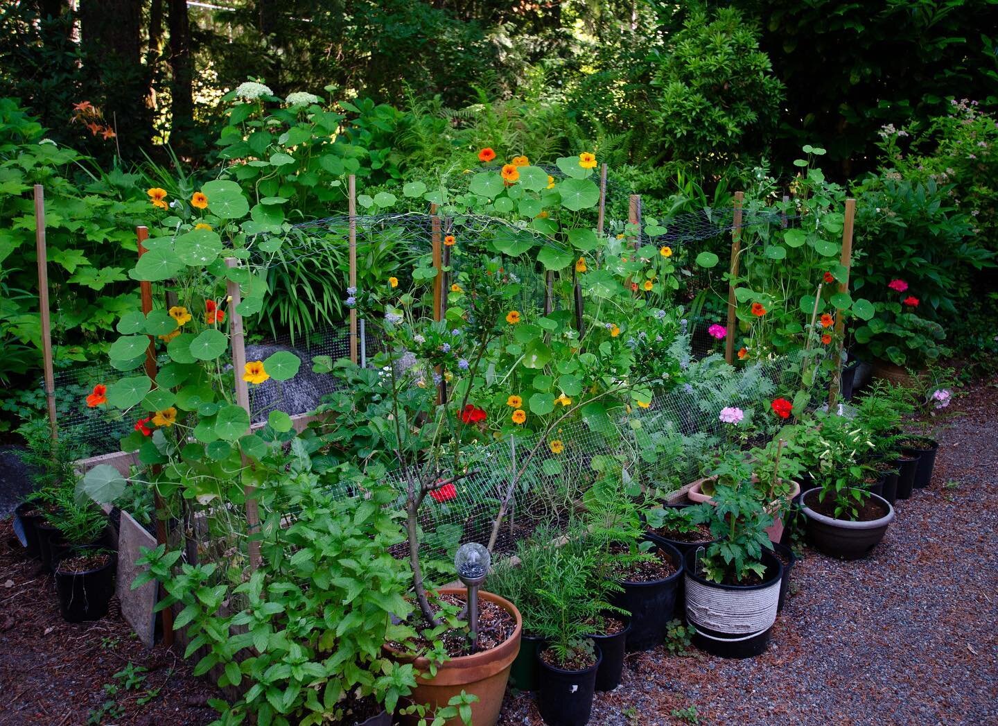 Garden is looking 👌🏼 Can you tell that nasturtiums are my favourite?