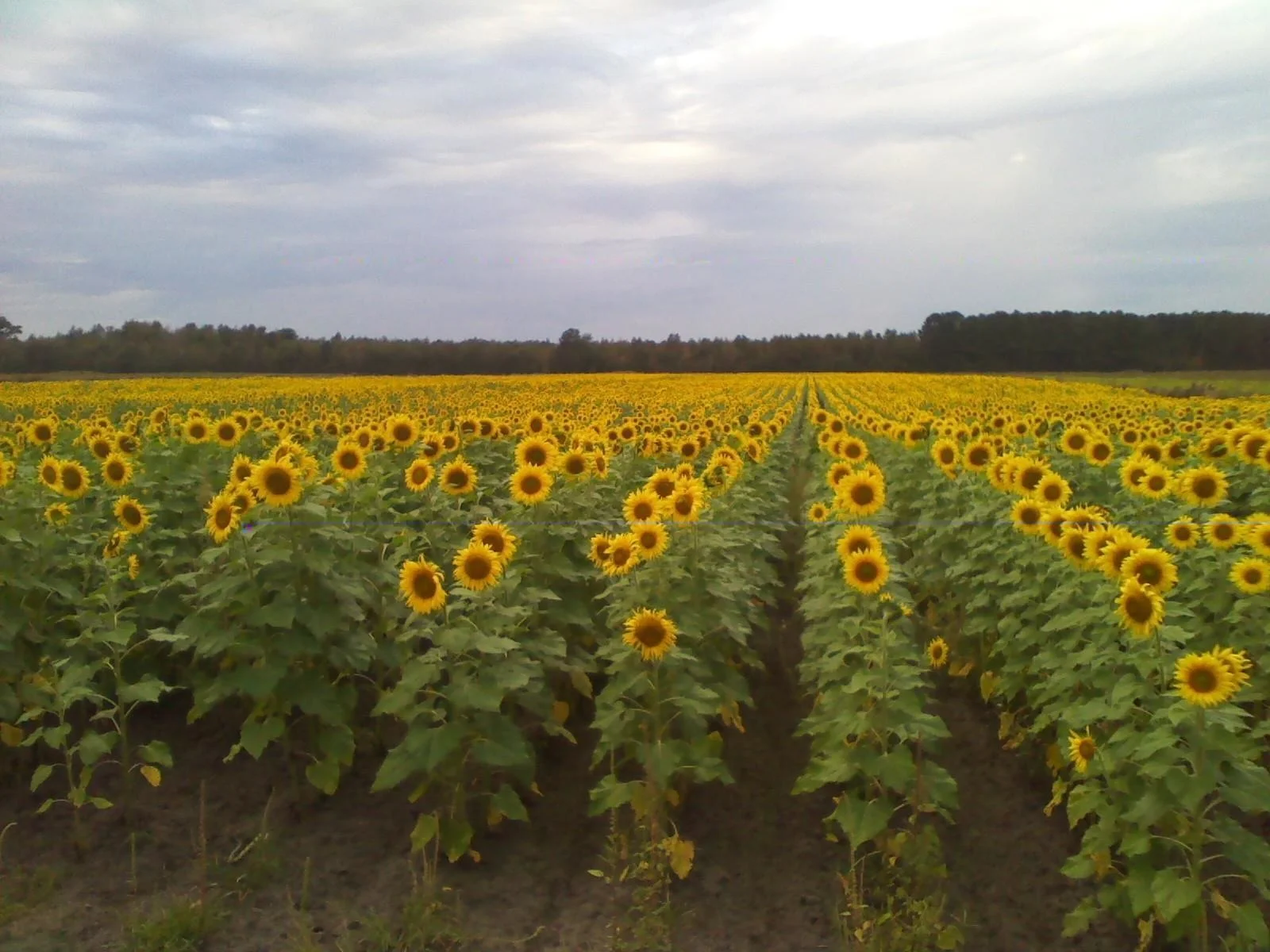 Certified organic Looking Back Farms: 10 acres of sunflowers to be combined and sold for oil These sunflower are in rotation with oats and clover.
