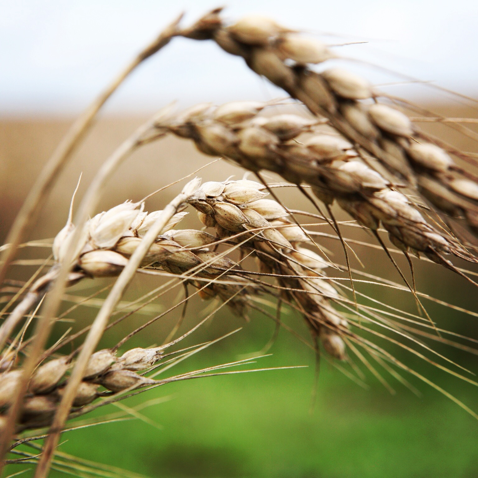 Carter Farms soft red wheat