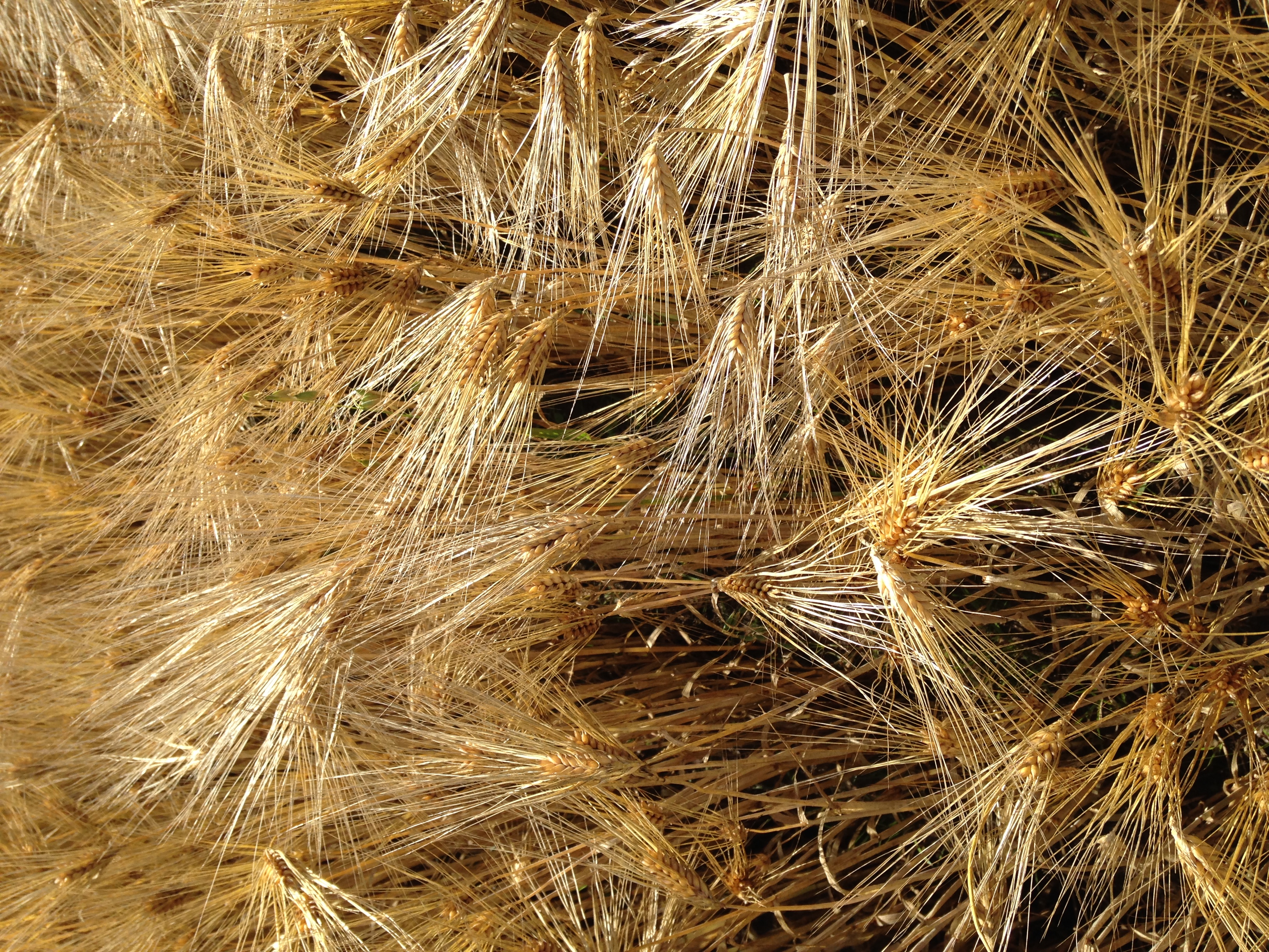 Barley growing in Dr David Marshall's field trials