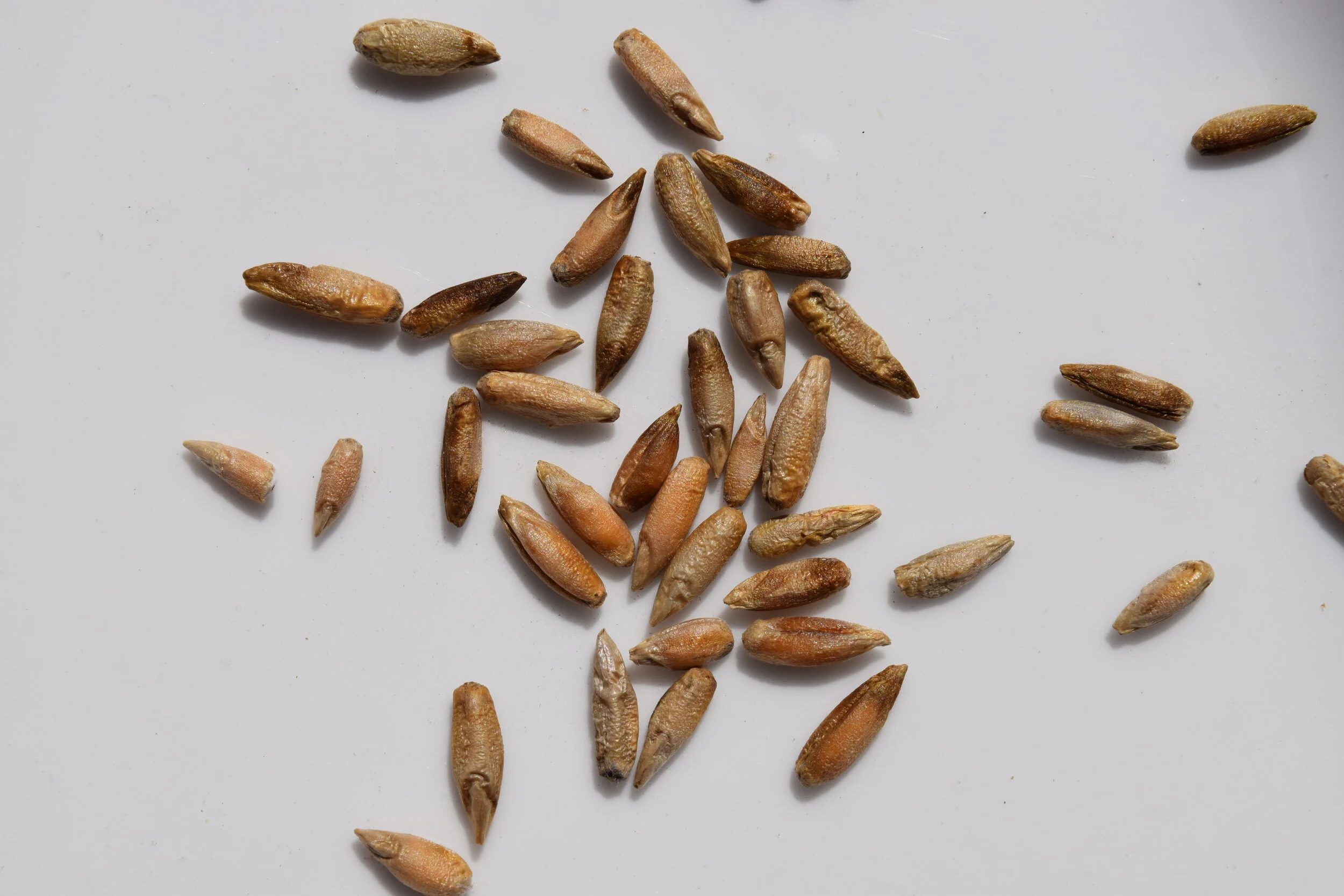 Wren's Abruzzi Rye Berries