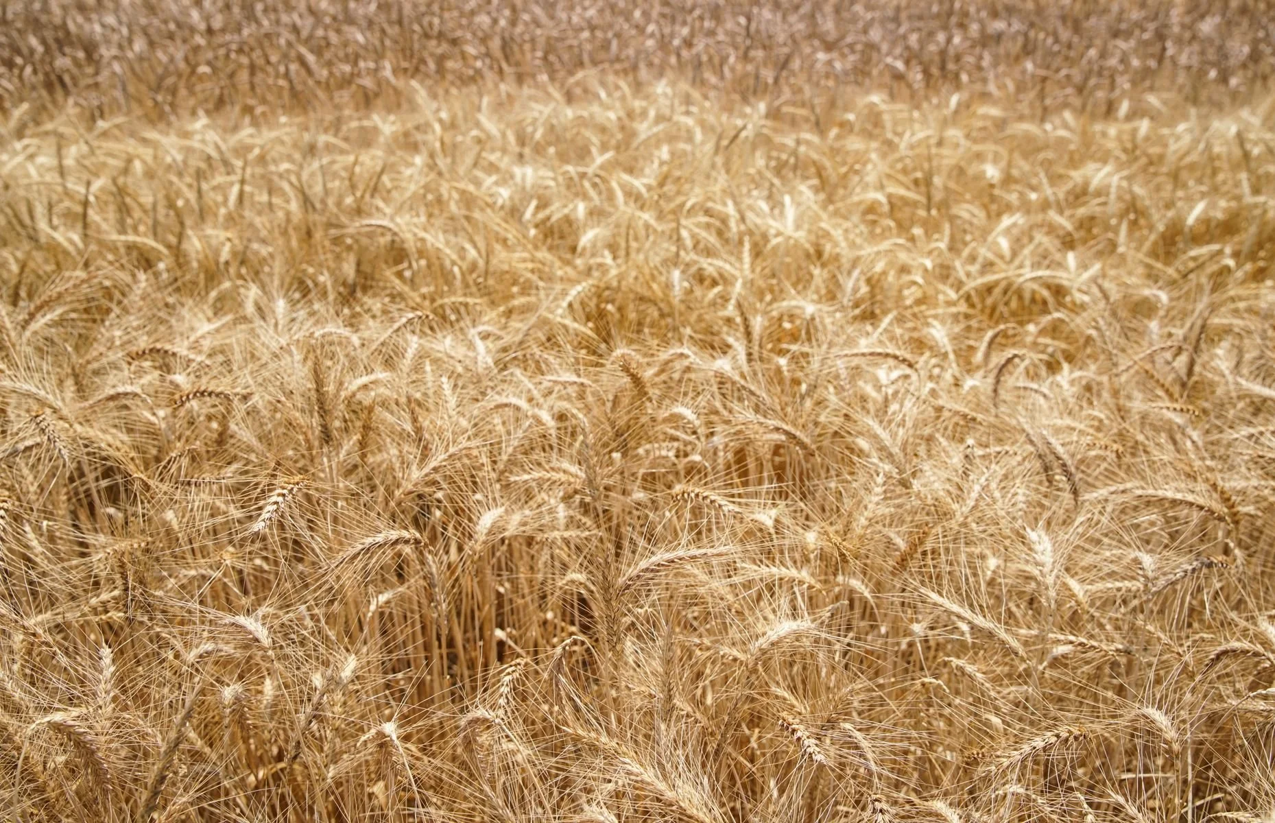 farmers ground flour