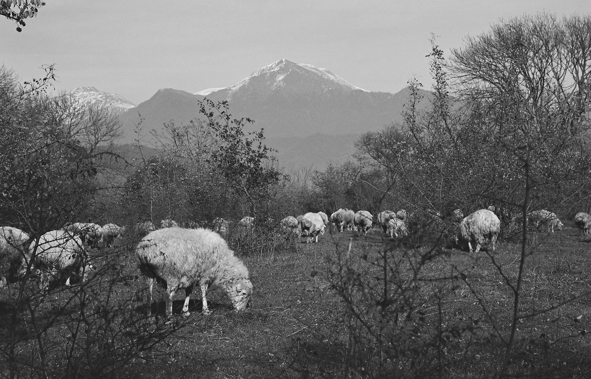 Sheep