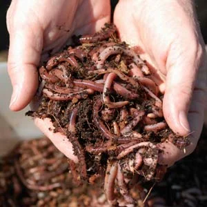 composting-with-worms.jpg