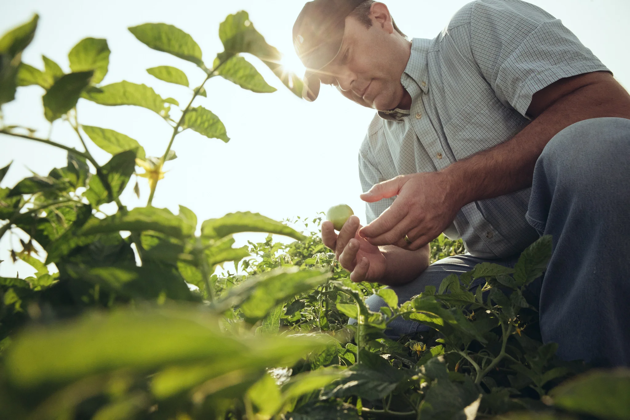jcp_agriculture_011.jpg