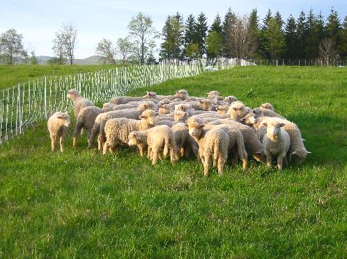 lamb.jpg