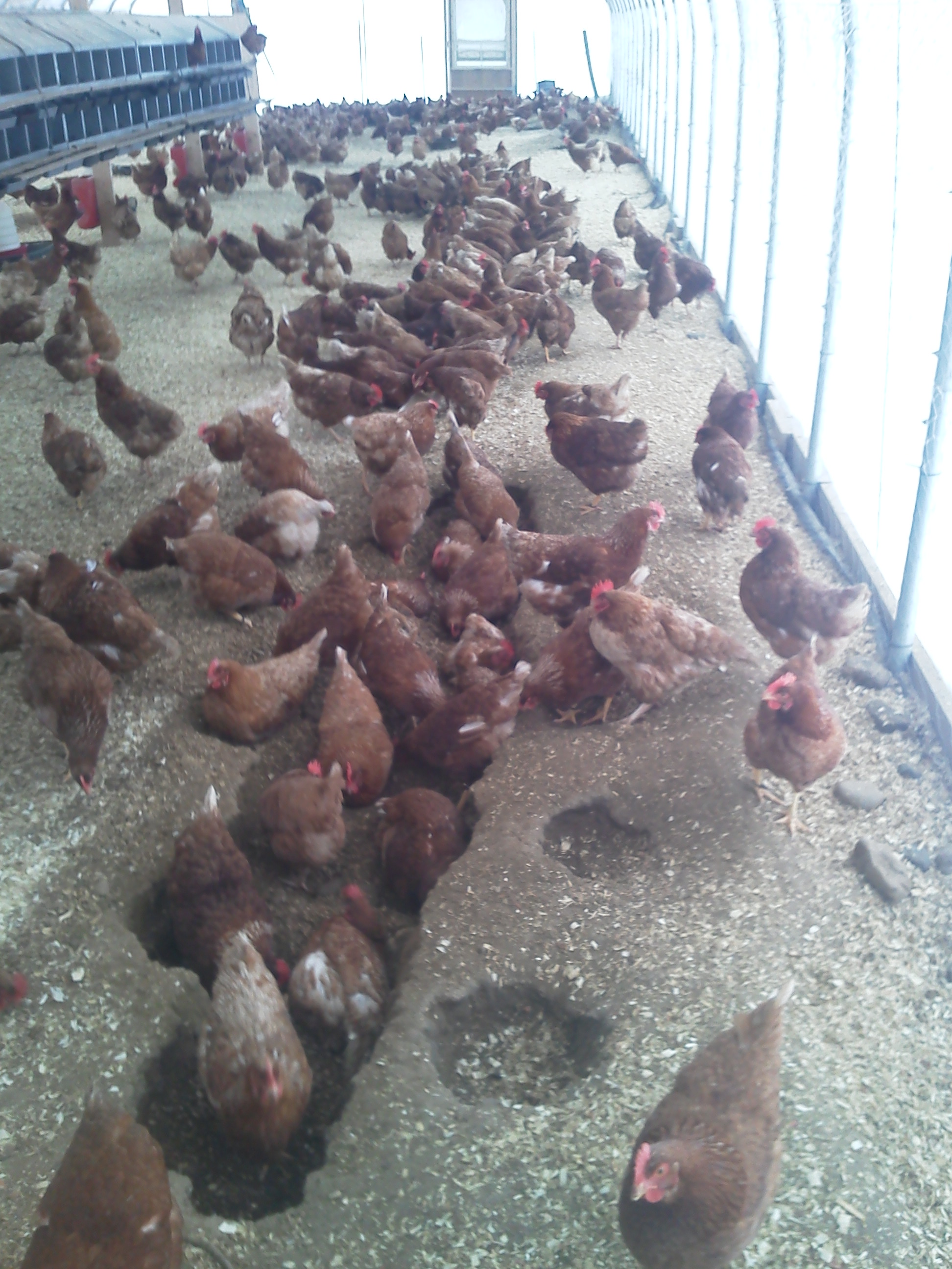 winter dust bath
