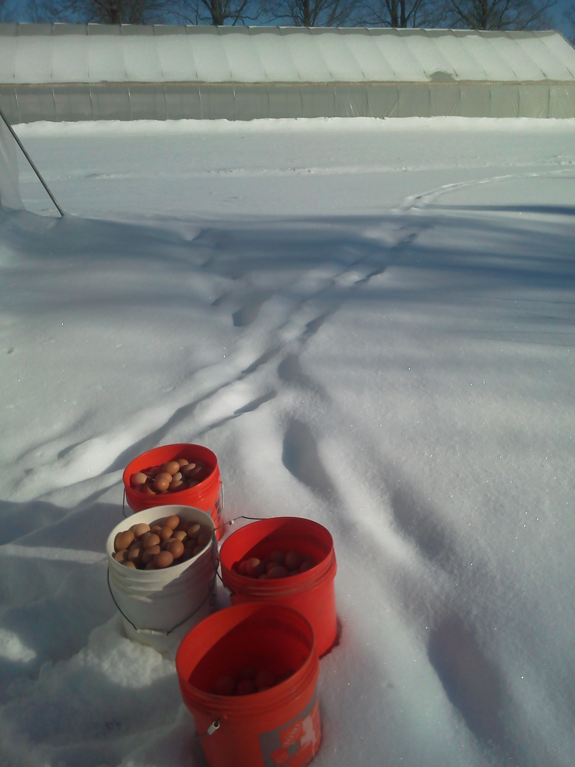 winter eggs