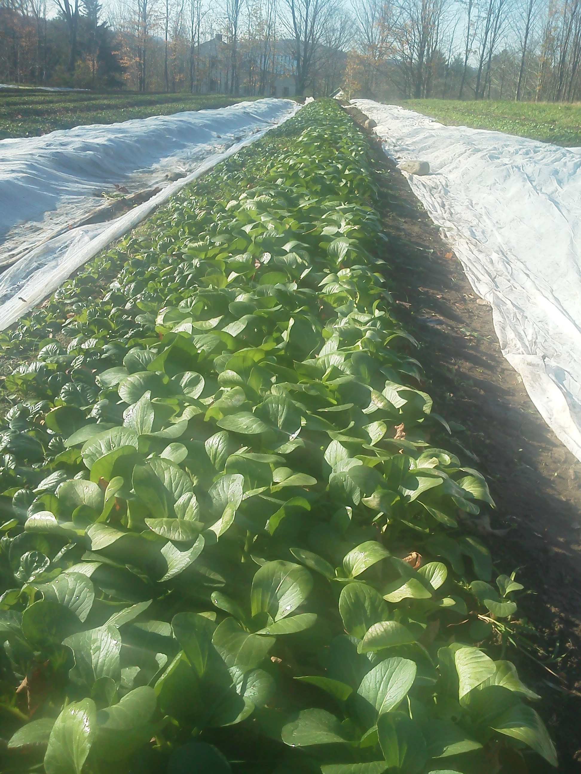 Fall Pac Choi