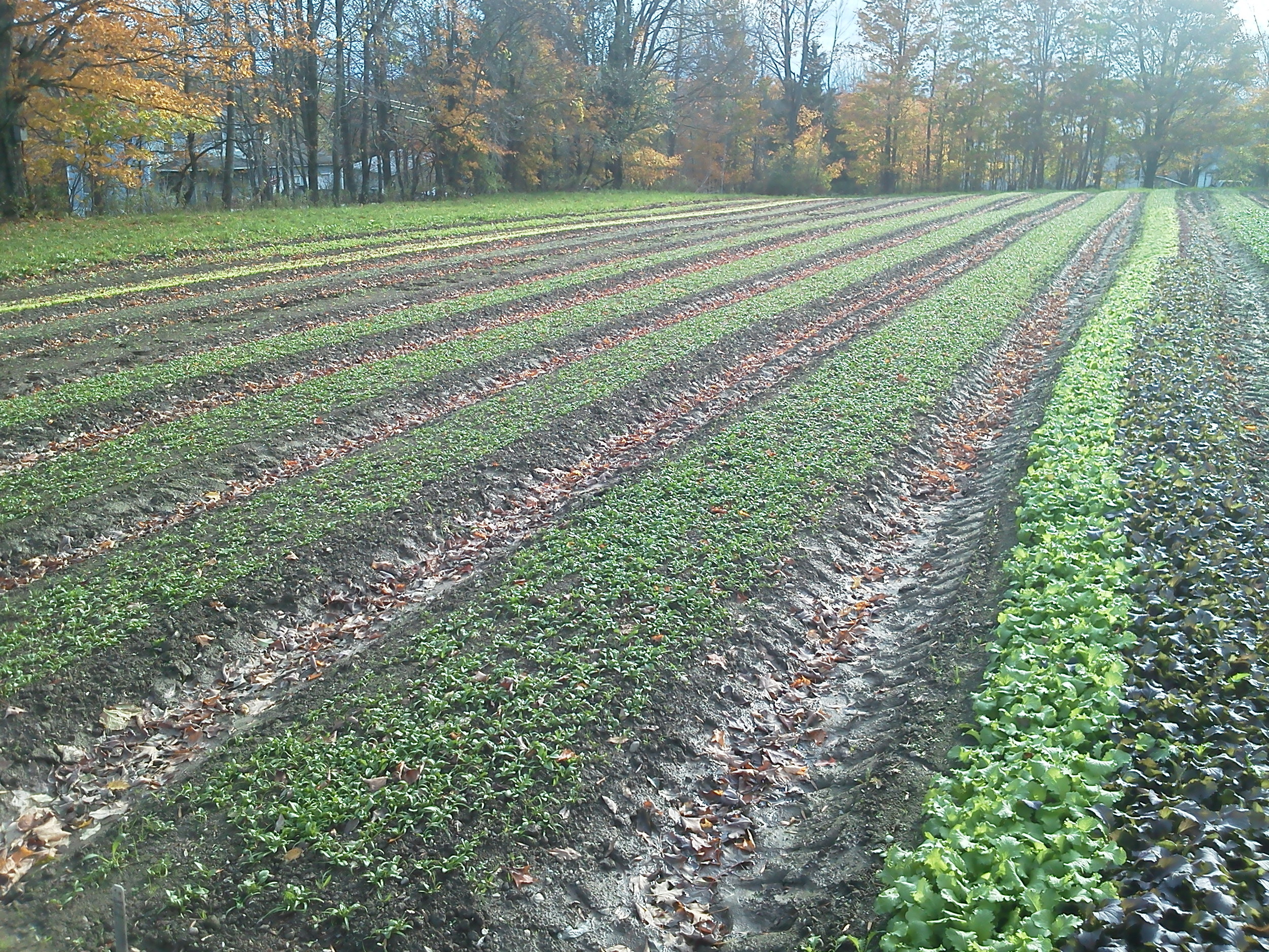 fall greens