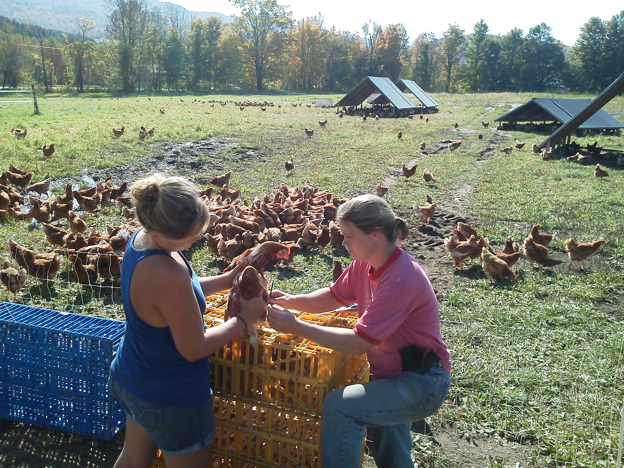 banding pullets
