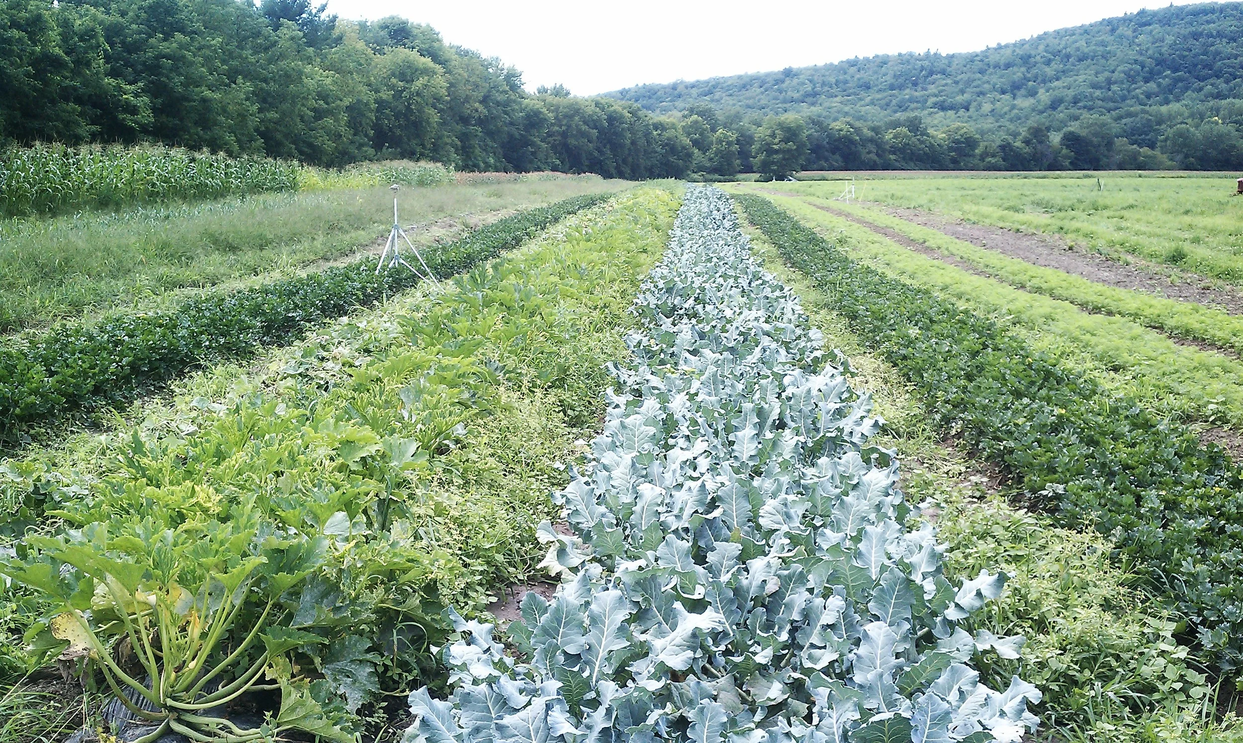 more summer crops
