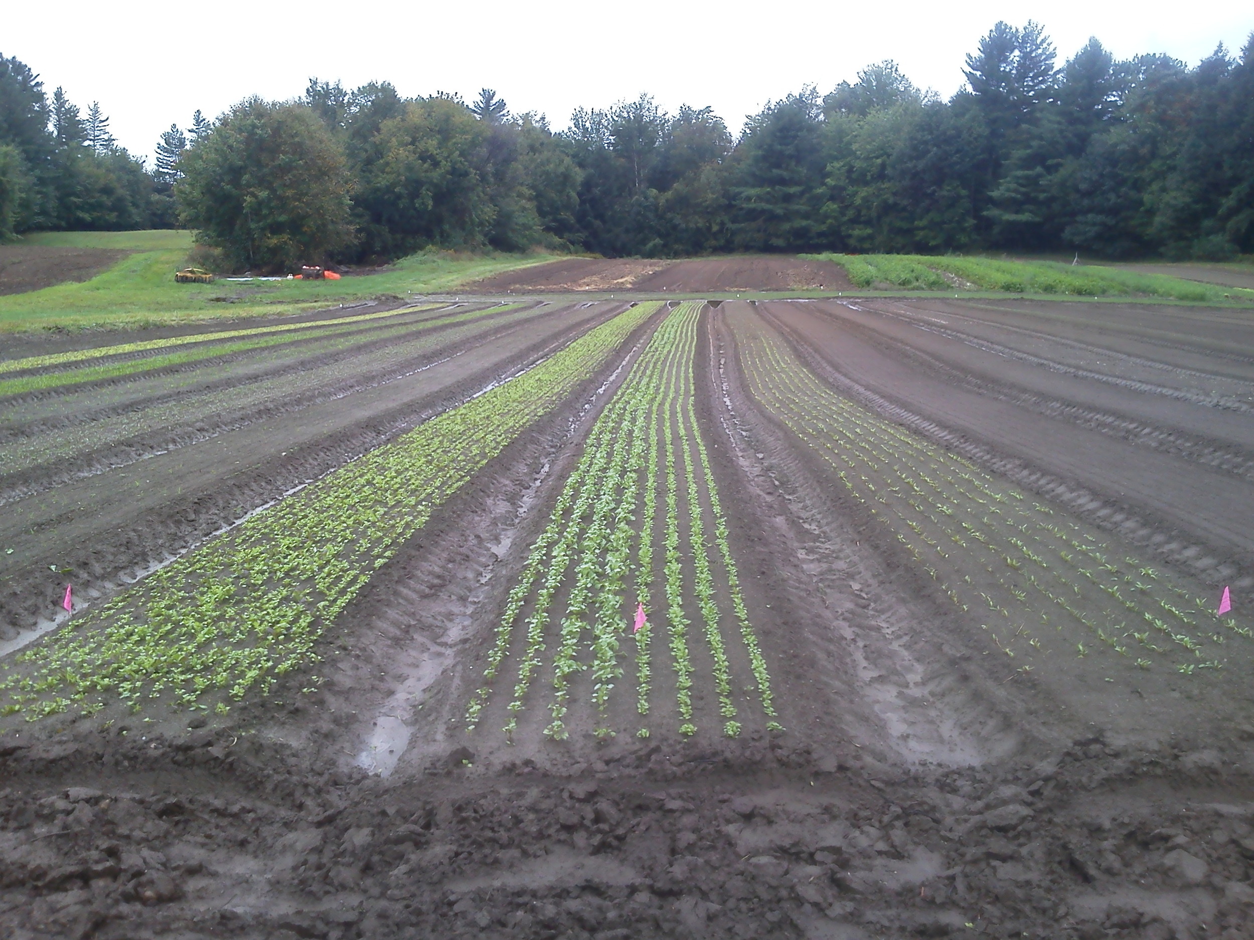 Fall greens coming up