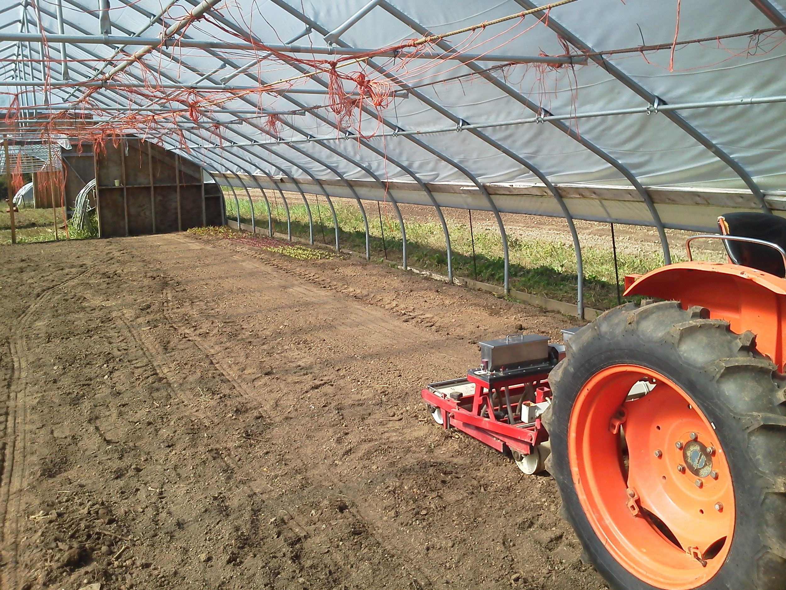 Seeding winter greens