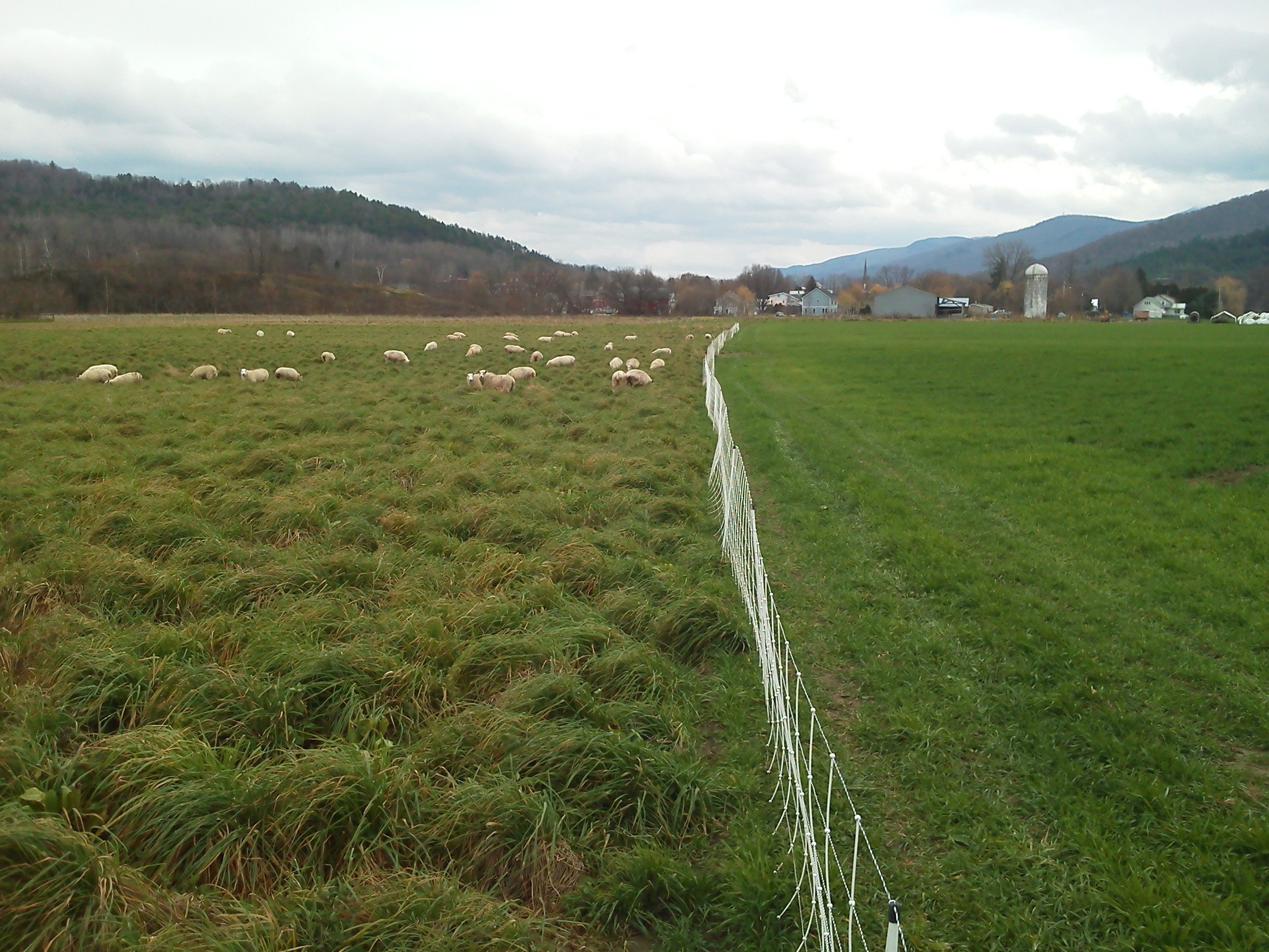 grazing & cover crops