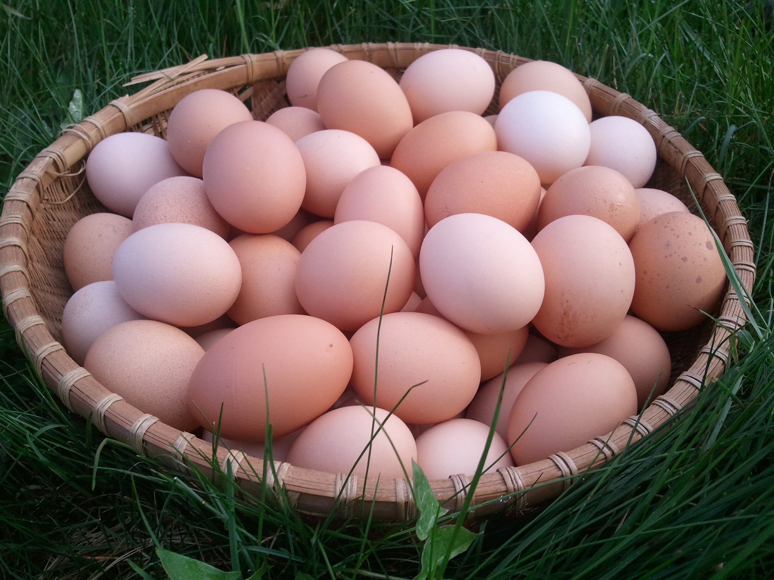 eggs3_basket.jpg