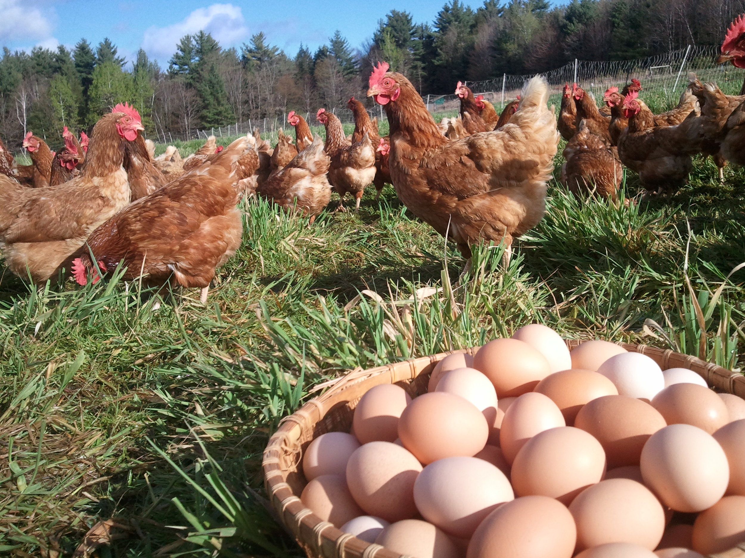 Pasture Raised Eggs Jericho Settlers Farm Inc pasture-raised-eggs-jericho-settlers-farm-inc