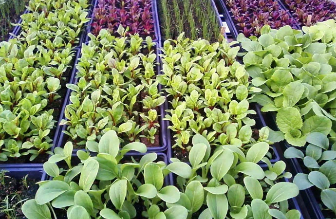 Plant-CSA.jpg