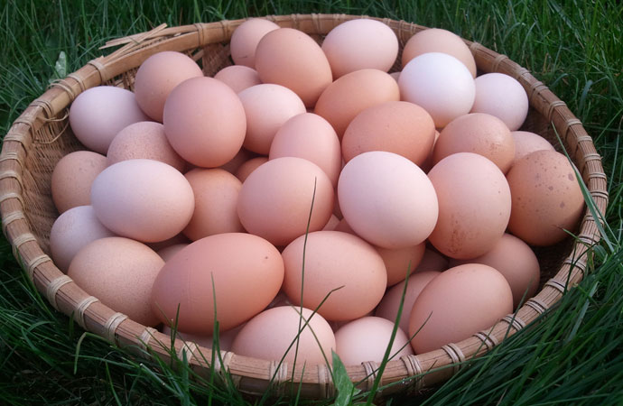 eggs3_basket.jpg