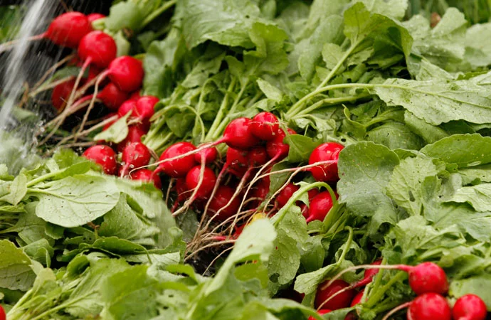 1radishes2.jpg