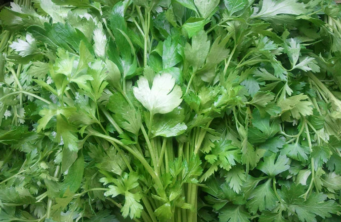 parsley.jpg