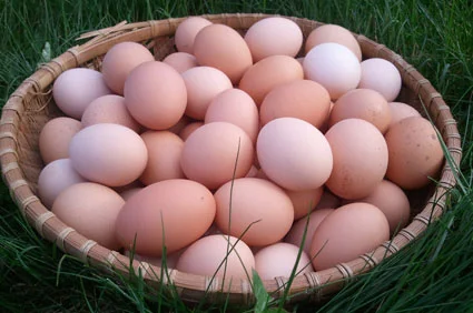 eggs3_basket.jpg