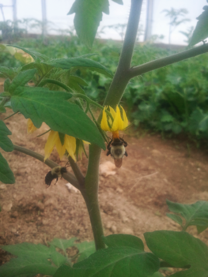  Bumblebees pollinating the early tomato crop at Jericho Settlers Farm.
