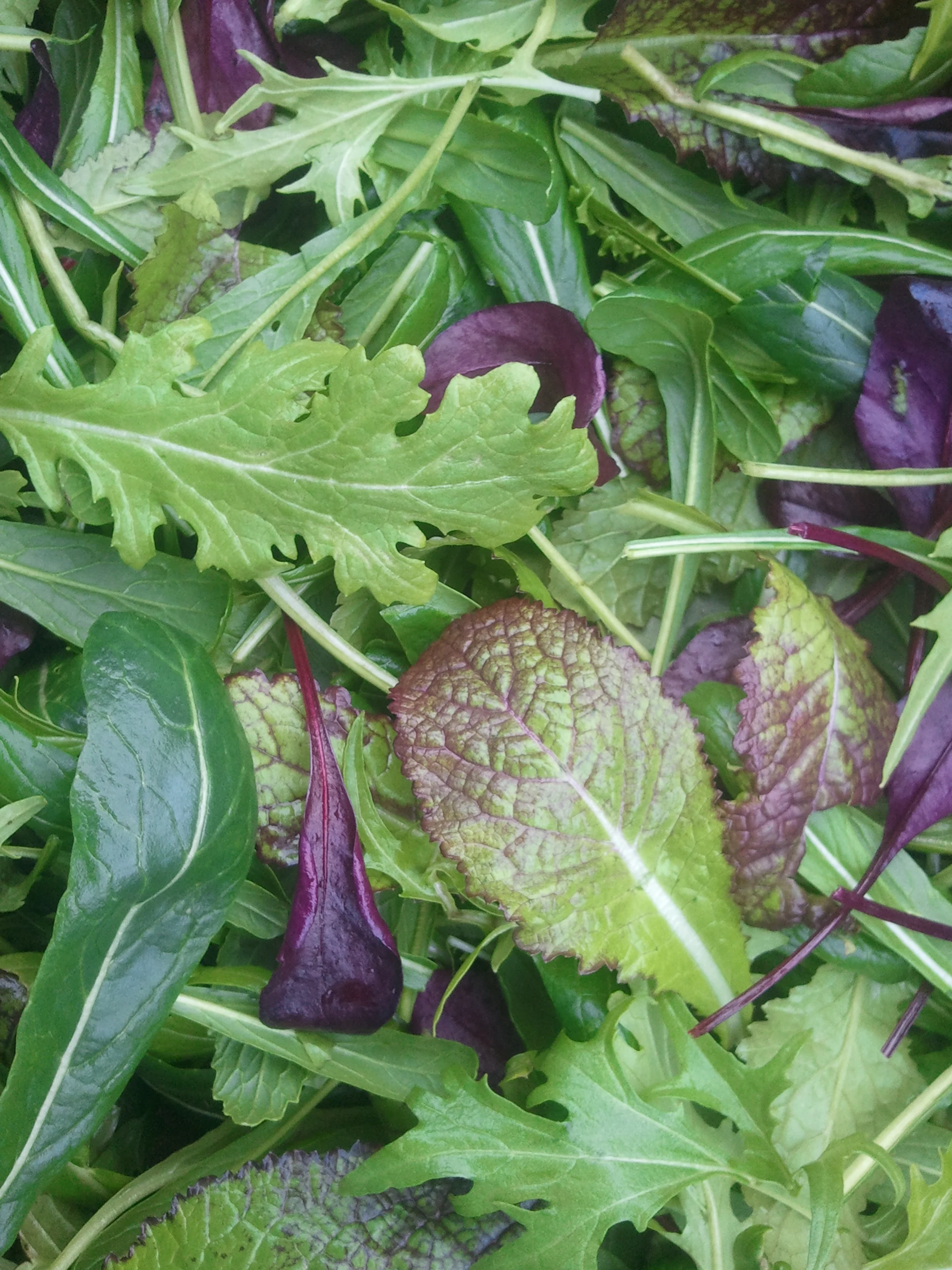 wintermesclun.jpg