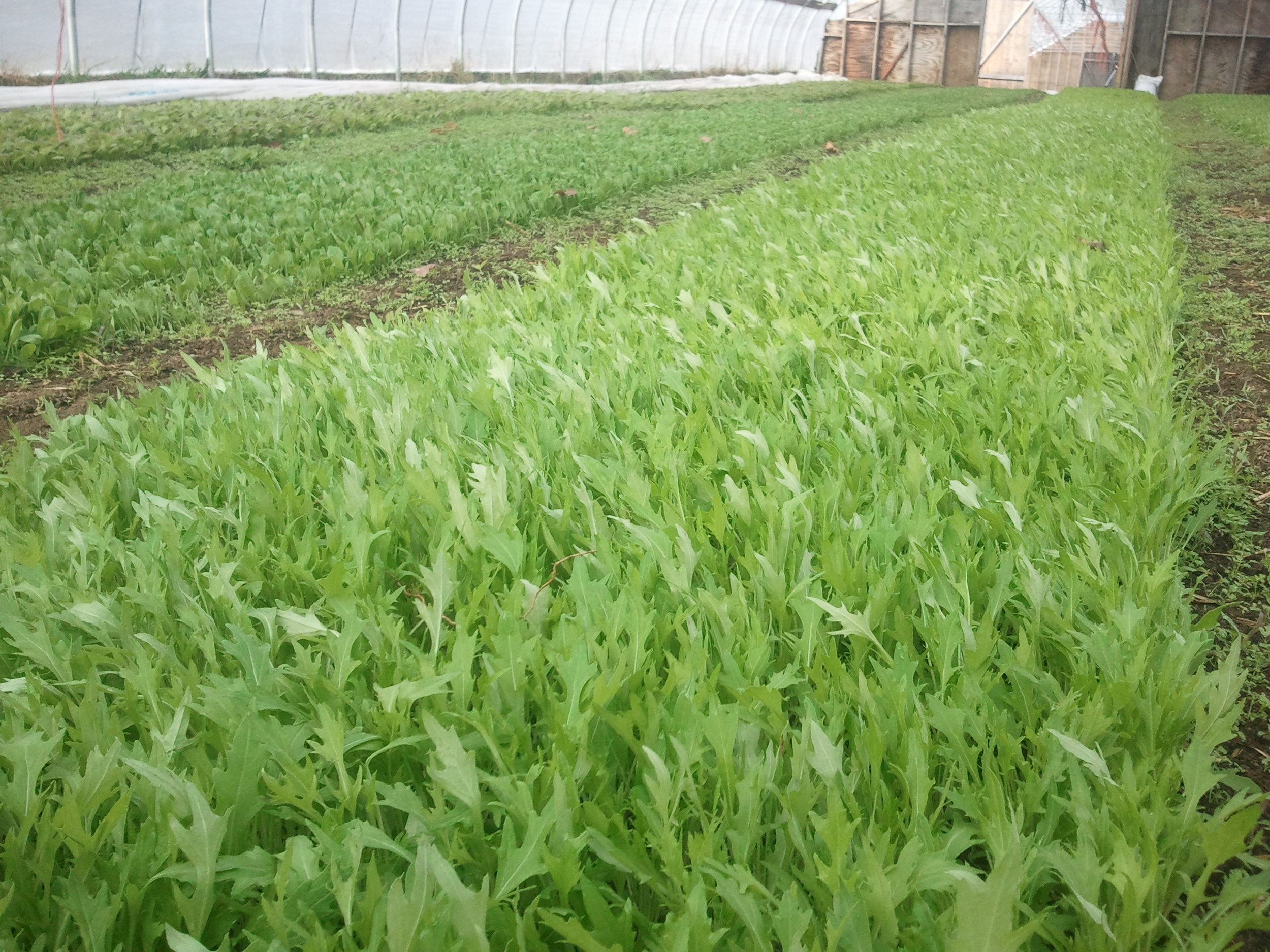 2012-11-05 09.27.39.jpg