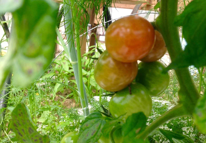 Tomatoes are on the way!