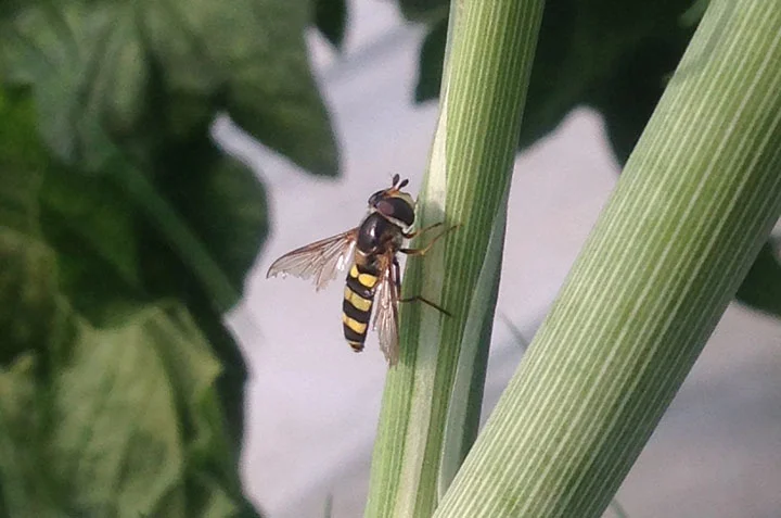 A New, Safe Way to Manage Pests