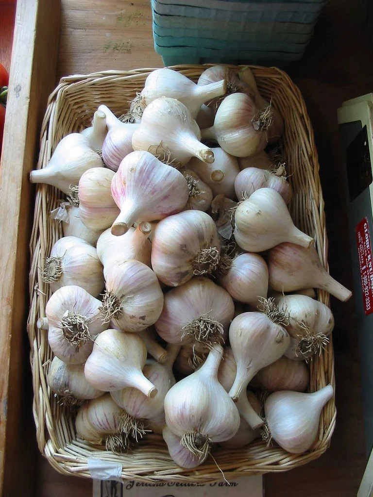 Growing Garlic